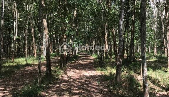 Bán Đất 362.7m2 có sẵn 234.5 m2 thổ cư giá 1.8 tỷ tại Phường Hòa Lợi Thị xã Bến Cát Bình Dương