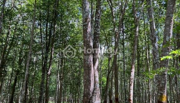 Bán Đất 378.7m2 có sẵn 262.6 m2 thổ cư giá 1.85 tỷ tại Phường Hòa Lợi Thị xã Bến Cát Bình Dương