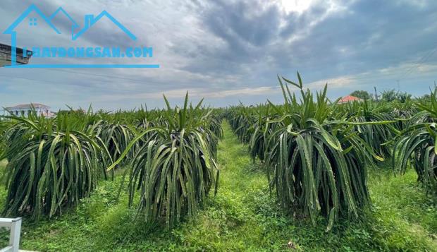 Cần tiền trị bệnh-Đất gần DT719B-Tiến Bình-Tiến Thành-Phan Thiết-DT 8,4 sào+1,2Ha