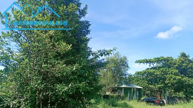 Bán gấp 24ha đất Bông Trang, Xuyên Mộc, Bà Rịa Vũng Tàu, 210 tỷ, xe container.