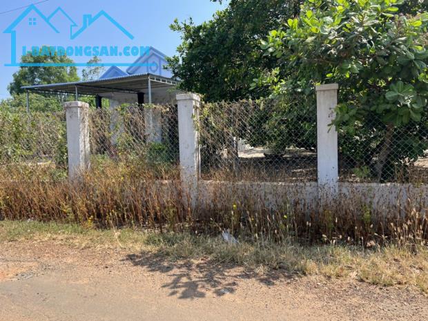 cần tiền kinh doanh bán vườn trái cây giá 639tr