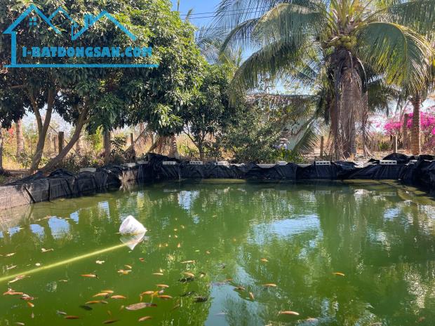 Bán trang trại 2.6HA Mặt tiền đường Hàm Minh-Thuận Quý, huyện Hàm Thuận Nam, Bình Thuận