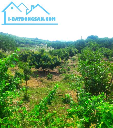 Bán 1400M Đất Trù Hựu, Phường Chũ, Bắc Ninh, Gía Đầu Tư 0982188151.