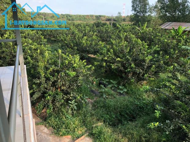 Cần Bán Nhà Homestay 1Lầu Có vườn Bưởi 8năm Đang Cho Thu Hoạch Ổn Định