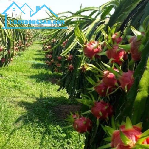 Đất vườn Thanh Long ruột Đỏ-Hàm Thuận Nam(Hàm Minh cũ)-Lâm Đồng-DT 1,3Ha