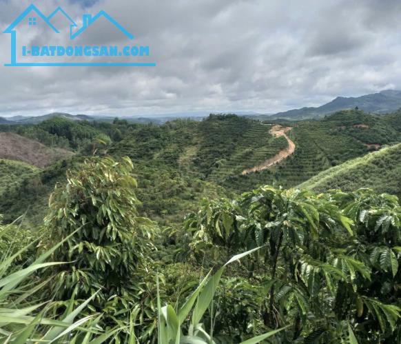 🔥🔥Bán vườn cà phê Lộc Thành Bảo Lâm, Lâm Đồng 250tr/1000m2_sổ sẵn sang tên