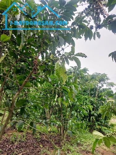 📣NHANH MỚI KỊP. Bán đất đường Tôn Thất Thuyết, Dambri ( phường 2 ) Bảo Lộc.