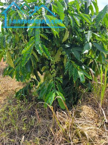 SIÊU PHẨM 15HA VIEW ĐẸP HIẾM – FULL CÂY TRÁI + CAFE – LÀM FARM STAY CỰC ĐỈNH.