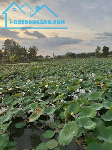 Đất Ngộp 1,5ha-Hàm Thuận Bắc(Thuận Hoà)-Gần đường 711,giáp Kênh Châu Tá