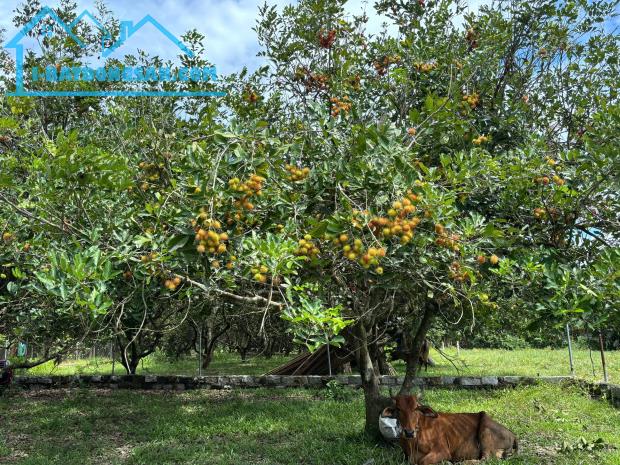 Bán vườn chôm chôm Diên Khánh cổ full thổ cư diện tích 40x20m tách được 8 sổ, giá 3 tỷ 8