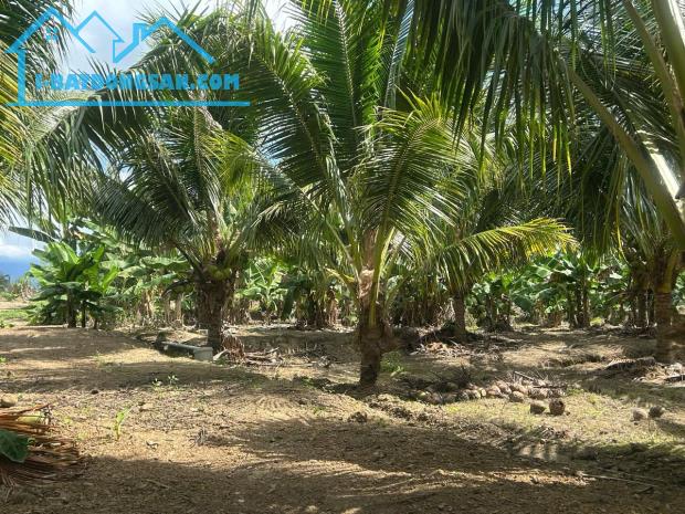 SIÊU RẺ ĐỂ SỞ HỮU "ỐC ĐẢO"XANH MÁT TẠI NINH SƠN 10.000m GÍA CHỈ 500 NGÀN//M