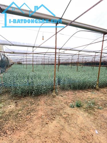 BÁN ĐẤT ĐẸP HỒ THAN THỞ – ĐÀ LẠT 4000M2 GIÁ 6,7 TR/M2 sẵn nhà lồng luôn
