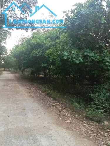 Cần bán vườn điều gần 2.500m2 đất lên được thổ cư, đường rộng, dân xung quanh giá rẻ