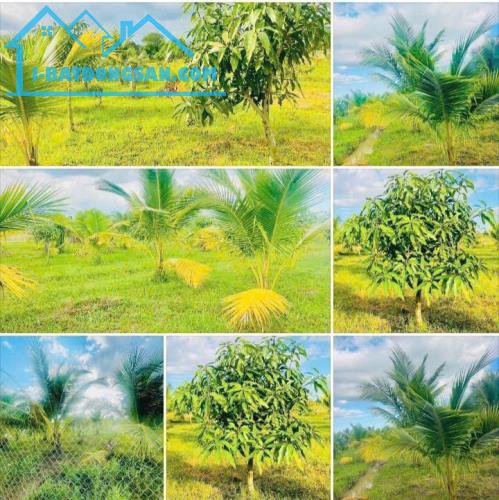Bán Đất Vườn Cây 1.430mCLN-Giá 650triệu-Hàm Liêm(Hàm Chính cũ)-Lâm Đồng