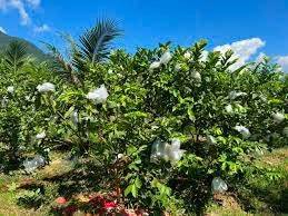Bán đất xã Đồng Tâm, Đồng Phú, Bình Phước, vườn ổi 6000m², chủ đi định cư, giá 350 triệu