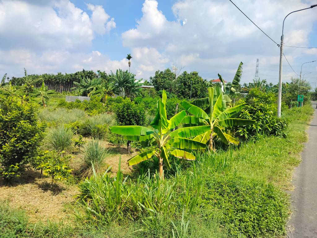Bán đất vườn Đồng Tiến, Đồng Phú, diện tích 7000m², có 100m² thổ cư, giá chỉ 450 triệu