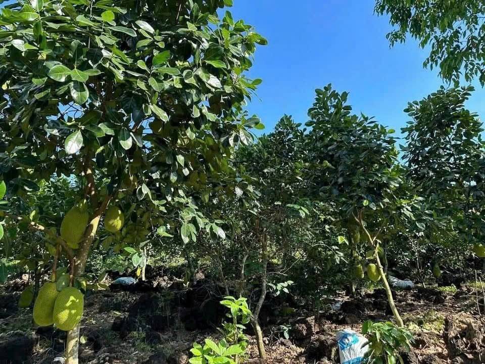 Bán đất vườn xã Đồng Tâm, Đồng Phú, 4000m², chỉ 289 triệu, chính chủ tl