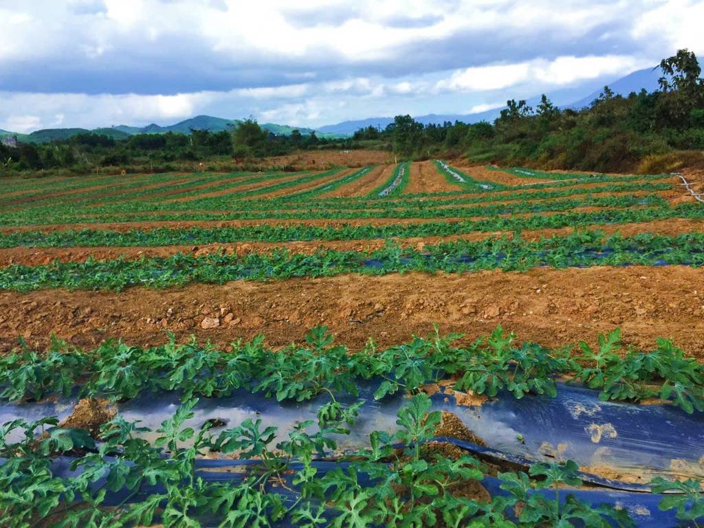 Bán đất xã Sông Cầu, 1,6 ha ôm trọn suối gần 350m, giáp đường ô tô dài hơn 160m