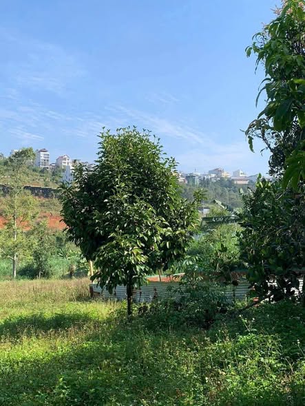 Nhà cấp 4